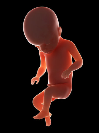 3d rendered medically accurate illustration of a fetus - week 22の写真素材