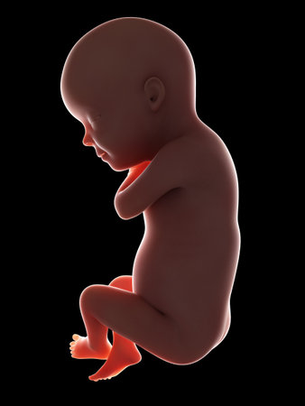 3d rendered medically accurate illustration of a fetus - week 30の写真素材