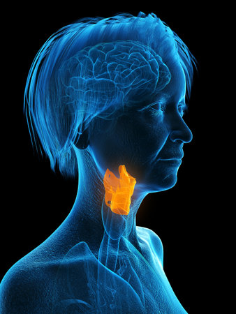 3d rendered medically accurate illustration of an elder females larynx