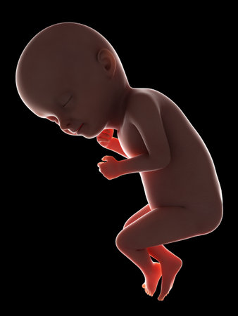 3d rendered medically accurate illustration of a fetus - week 33の写真素材