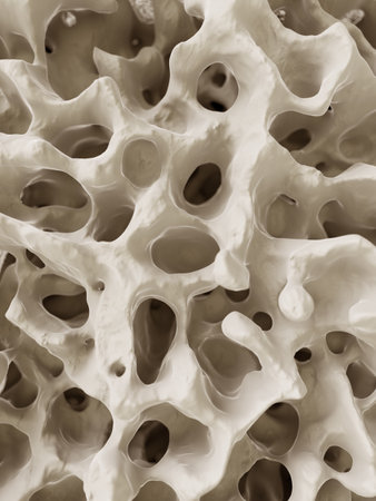 3d rendered illustration of the human bone structureの写真素材