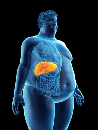 3d rendered medically accurate illustration of an obese mans liverの写真素材