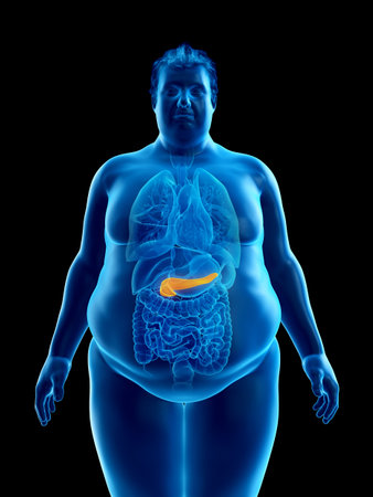 3d rendered medically accurate illustration of an obese mans pancreasの写真素材