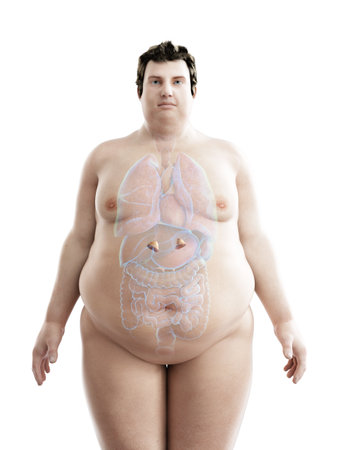 3d rendered medically accurate illustration of an obese mans adrenal glandsの写真素材