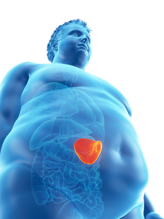 3d rendered medically accurate illustration of an obese mans spleenの写真素材