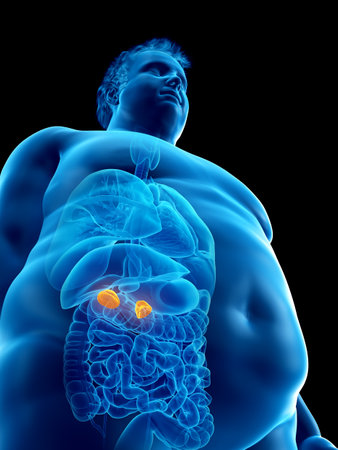 3d rendered medically accurate illustration of an obese mans adrenal glands