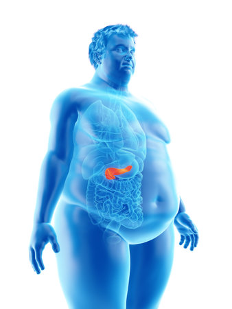 3d rendered medically accurate illustration of an obese mans pancreasの写真素材