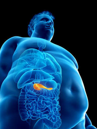 3d rendered medically accurate illustration of an obese mans pancreas