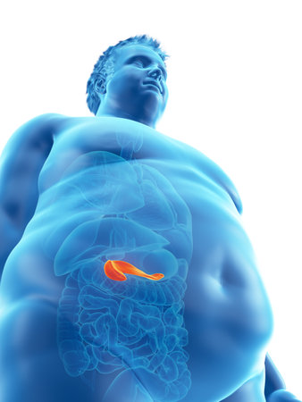 3d rendered medically accurate illustration of an obese mans pancreas