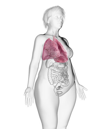 3d rendered medically accurate illustration of an obese womans lungの写真素材