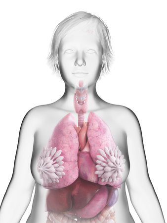 3d rendered medically accurate illustration of an obese womans internal organsの写真素材
