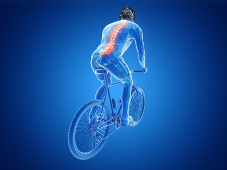 3d rendered illustration of a cyclists spineの写真素材