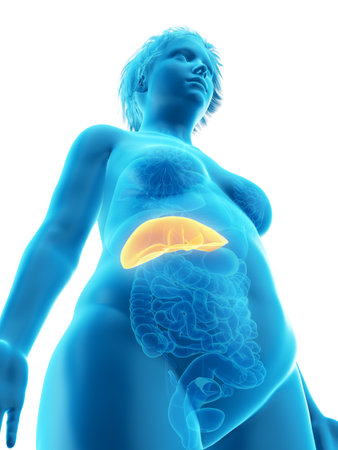 3d rendered medically accurate illustration of an obese womans liverの写真素材