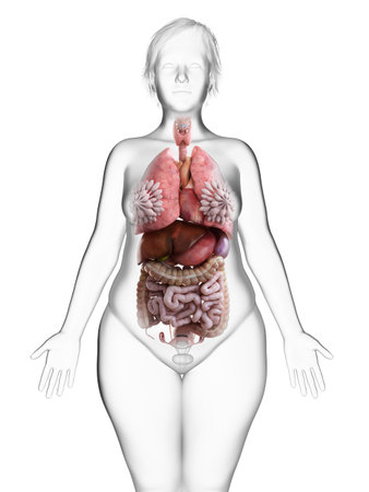 3d rendered medically accurate illustration of an obese womans internal organsの写真素材