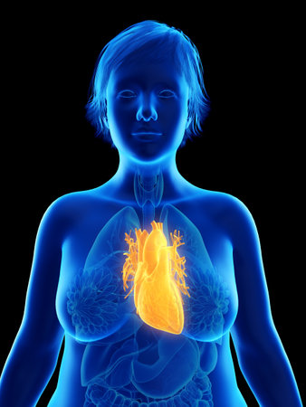 3d rendered medically accurate illustration of an obese womans heartの写真素材