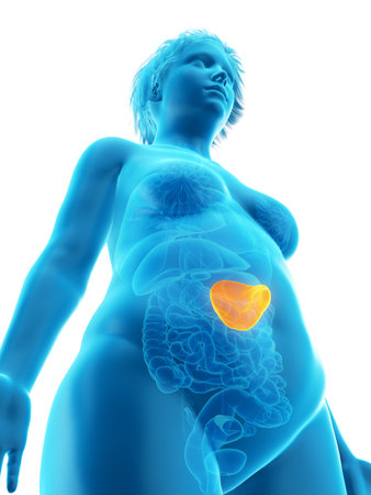 3d rendered medically accurate illustration of an obese womans spleen