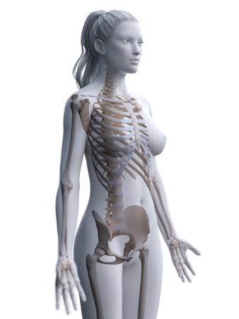 3d rendered medically accurate illustration of a womans skeletonの写真素材