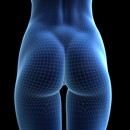3d rendered illustration of a female bottom