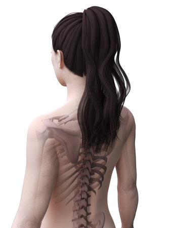 3d rendered medically accurate illustration of the female skeleton