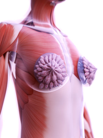 3d rendered medically accurate illustration of a womans breast implantsの写真素材