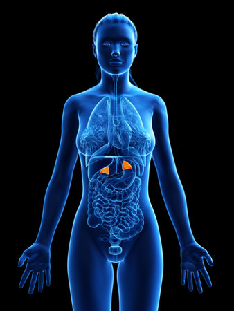 3d rendered medically accurate illustration of a womans adrenal glands