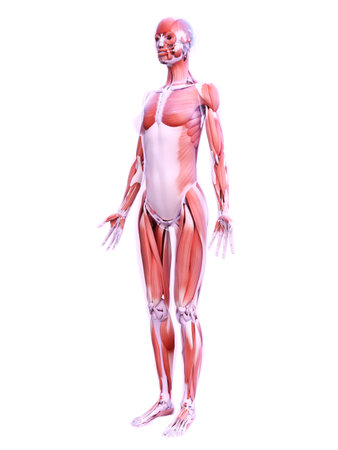 3d rendered medically accurate illustration of the female muscle systemの写真素材