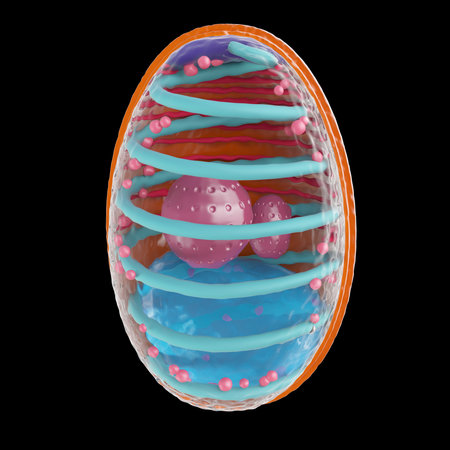 3d rendered medically accurate illustration of microsporidiaの写真素材