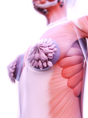 3d rendered medically accurate illustration of a womans breast implantsの写真素材