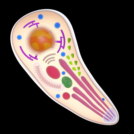 3d rendered medically accurate illustration of toxoplasma gondiiの写真素材