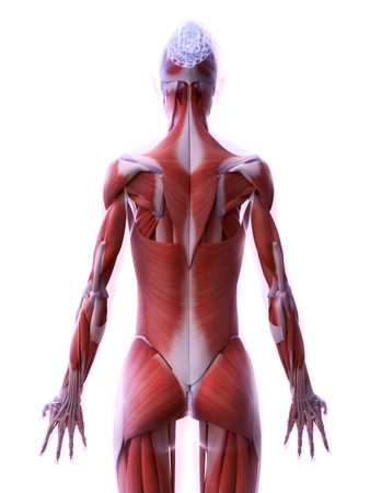 3d rendered medically accurate illustration of the female muscle systemの写真素材