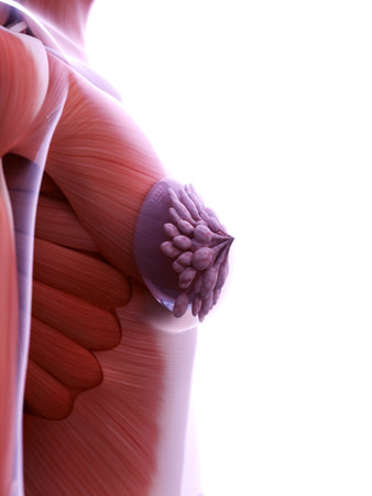 3d rendered medically accurate illustration of a womans breast implantsの写真素材