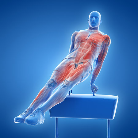 3d rendered medically accurate illustration of the muscle system of a gymnastの写真素材