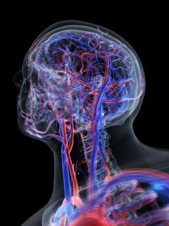 3d rendered medically accurate illustration of the vascular system of the head