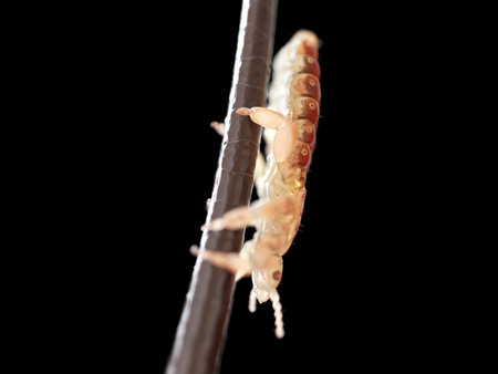 3d rendered illustration of a head louseの写真素材