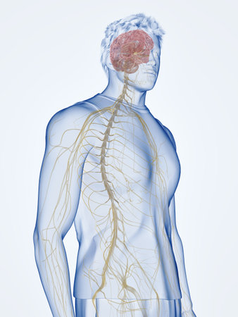 3d rendered medically accurate illustration of the human nervous systemの写真素材