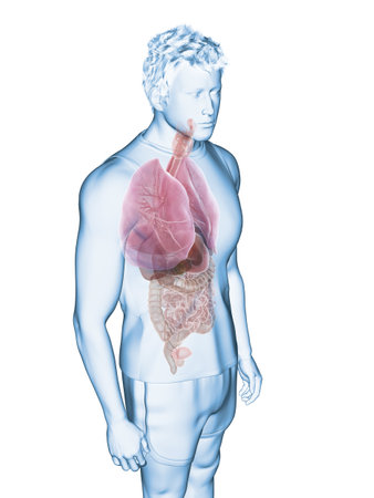 3d rendered medically accurate illustration of the human organsの写真素材