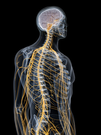 3d rendered medically accurate illustration of the brain and nervous systemの写真素材