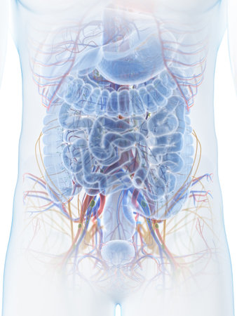 3d rendered medically accurate illustration of the abdominal anatomyの写真素材