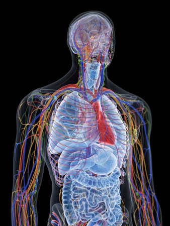 3d rendered medically accurate illustration of the thorax anatomy