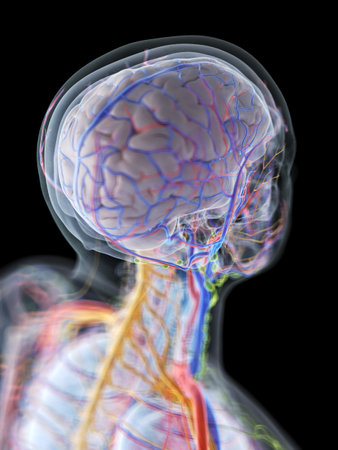 3d rendered medically accurate illustration of the anatomy of the human brain