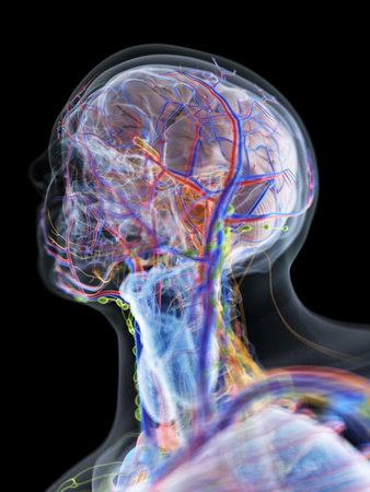 3d rendered medically accurate illustration of the anatomy of the head and neck