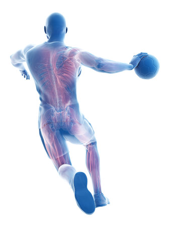 3d rendered medically accurate illustration of the muscles of a handball playerの写真素材