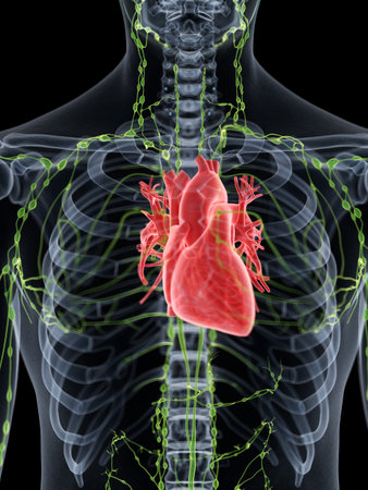 3d rendered medically accurate illustration of the human heartの写真素材