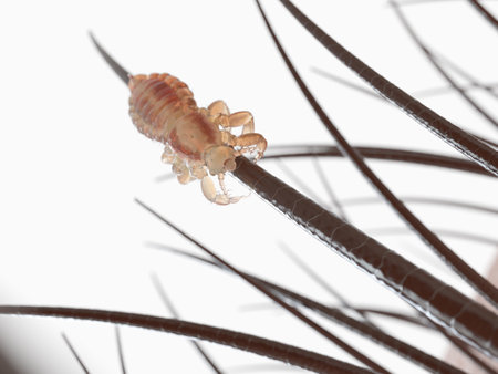 3d rendered illustration of a head louse