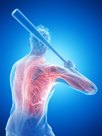 3d rendered medically accurate illustration of a baseball players musclesの写真素材