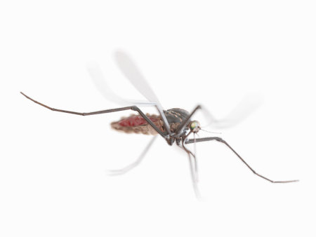 3d rendered illustration of a mosquito