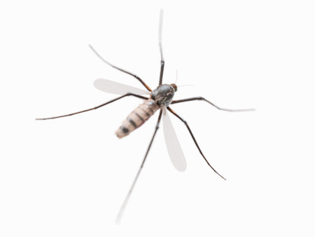 3d rendered illustration of a mosquitoの写真素材