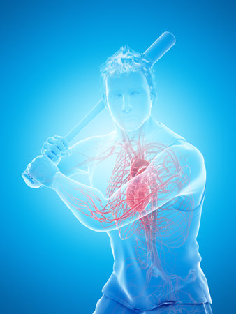 3d rendered medically accurate illustration of a baseball players heartの写真素材