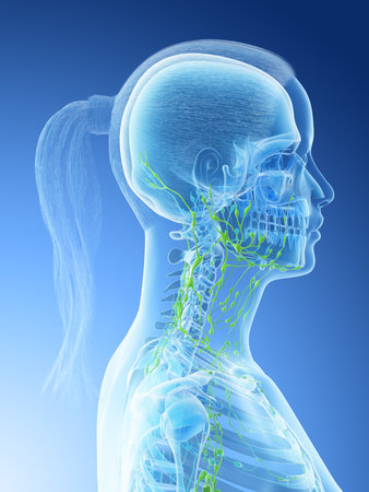 3d rendered illustration of a females lymphatic system of the head and neck