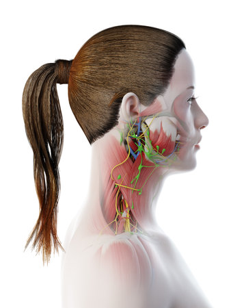 3d rendered illustration of a females anatomy of the neckの写真素材
